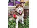 Adopt Caoimhe a Red/Golden/Orange/Chestnut - with White Siberian Husky / Mixed