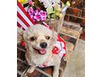 Adopt Madam Cleo a White Poodle (Toy or Tea Cup) / Mixed dog in Orange Park