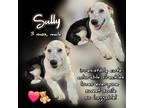 Adopt Sully a White - with Black Australian Cattle Dog / Australian Shepherd /