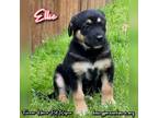 Adopt Ellie a Black - with Tan, Yellow or Fawn Australian Cattle Dog / Mixed dog