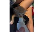 Adopt Koccoum a Orange or Red Tabby Domestic Shorthair (short coat) cat in