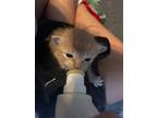 Adopt Meeko a Orange or Red Tabby Domestic Shorthair (short coat) cat in
