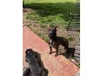 Adopt No Name a Brindle American Pit Bull Terrier / Mixed dog in Dayton