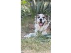 Adopt Max a Brindle - with White Great Pyrenees / Anatolian Shepherd / Mixed dog