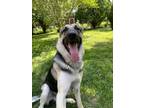 Adopt Kobe a Black - with Tan, Yellow or Fawn German Shepherd Dog / Mixed dog in