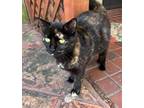 Adopt Sadie a Black (Mostly) American Shorthair / Mixed (short coat) cat in