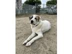 Adopt Scooby a White - with Brown or Chocolate Great Pyrenees / Mixed dog in