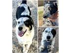 Adopt Blue Heeler pups a Tricolor (Tan/Brown & Black & White) Blue Heeler /