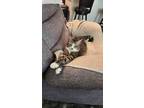 Adopt Jack a Gray, Blue or Silver Tabby American Shorthair / Mixed (short coat)