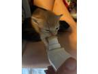 Adopt Powhatan a Orange or Red Tabby Domestic Shorthair (short coat) cat in