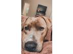 Adopt Benson a Brindle American Staffordshire Terrier / Mixed dog in Clayton