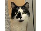 Adopt Dust Devil a Domestic Mediumhair / Mixed cat in Walnut Creek