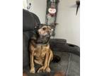 Adopt Jasmine a Brown/Chocolate - with Black Border Terrier / Mixed dog in Crown