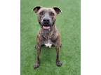 Adopt Mocha a Pit Bull Terrier / Mixed dog in Topeka, KS (41407199)