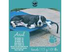 Adopt Azul a Black - with White Labrador Retriever / Mixed dog in New Oxford