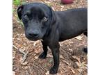 Adopt Witness - a Black Mixed Breed (Medium) / Mixed dog in RIDGELAND