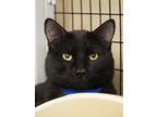 Adopt Panther a All Black Domestic Shorthair / Domestic Shorthair / Mixed cat in