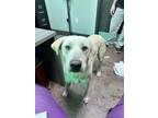 Adopt Linus a Tan/Yellow/Fawn Labrador Retriever / Mixed dog in Florence