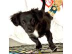 Adopt Midnight a Black - with White Terrier (Unknown Type