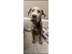 Adopt BIRNAM (IN FOSTER) a Gray/Blue/Silver/Salt & Pepper Weimaraner / Mixed dog