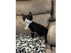 Adopt Remy a Black & White or Tuxedo Domestic Shorthair / Mixed (short coat) cat