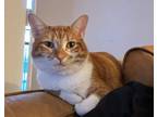 Adopt Glitter a Orange or Red (Mostly) Domestic Shorthair / Mixed (short coat)
