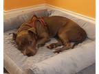 Adopt Zuulie a Gray/Blue/Silver/Salt & Pepper American Pit Bull Terrier / Mutt /