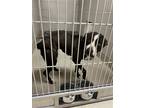 Adopt 2405-0872 Guacamole a Pit Bull Terrier / Mixed dog in Virginia Beach