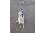 Adopt Jax a White - with Gray or Silver Australian Cattle Dog / Texas Heeler /