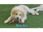 Adopt Rocky a White - with Tan, Yellow or Fawn Great Pyrenees / Australian