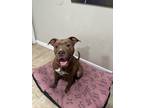 Adopt Storm a Brown/Chocolate American Pit Bull Terrier / Mixed dog in