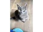Adopt Foxie a Gray or Blue Russian Blue / Domestic Shorthair / Mixed cat in