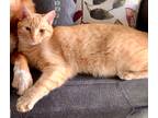 Adopt Tigger a Orange or Red Tabby Tabby / Mixed (short coat) cat in Knoxville