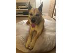 Adopt Opal a Tan/Yellow/Fawn Shepherd (Unknown Type) / Mixed dog in Beverly