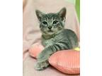 Adopt Ivy a Gray, Blue or Silver Tabby Domestic Shorthair (short coat) cat in