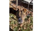Adopt Mr.Chips a Brindle - with White American Pit Bull Terrier / Mixed dog in