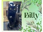 Adopt Billy a Black (Mostly) Domestic Shorthair / Mixed cat in Hamilton