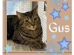 Adopt Gus a Brown Tabby Domestic Shorthair / Mixed cat in Hamilton