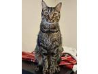 Adopt Snickers - Petsmart Foster Home a Brown Tabby Domestic Shorthair / Mixed