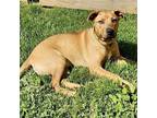 Adopt Aster a Red/Golden/Orange/Chestnut American Staffordshire Terrier / Mixed