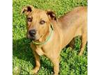 Adopt Aster a Red/Golden/Orange/Chestnut American Staffordshire Terrier / Mixed