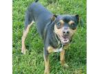 Adopt Pepper a Black - with Tan, Yellow or Fawn Miniature Pinscher / Mixed dog