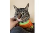 Adopt Leo a Brown Tabby Tabby / Mixed (short coat) cat in Marshall