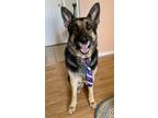 Adopt Oaky (Courtesy) a German Shepherd Dog / Mixed dog in Denver, CO (39945048)