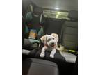 Adopt Tucker a White Maltipoo / Mixed dog in San Diego, CA (41406782)