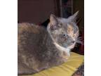 Adopt Cookie a Calico or Dilute Calico Calico / Mixed (short coat) cat in Los