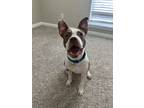Adopt Vinny a Brindle - with White American Pit Bull Terrier / Mixed dog in