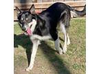 Adopt Paxton a Border Collie / Mixed dog in Great Bend, KS (41401328)