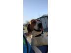 Adopt Plank a Beagle / Hound (Unknown Type) / Mixed dog in Crandon