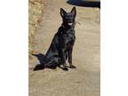 Adopt Tantrum a Black Border Collie / Mixed dog in Memphis, TN (40775600)
